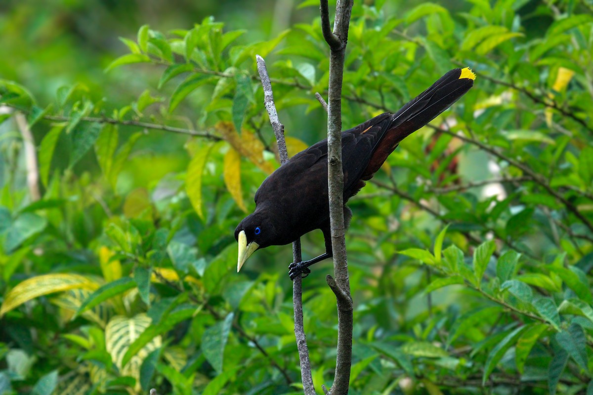 Crested Oropendola - ML642794980