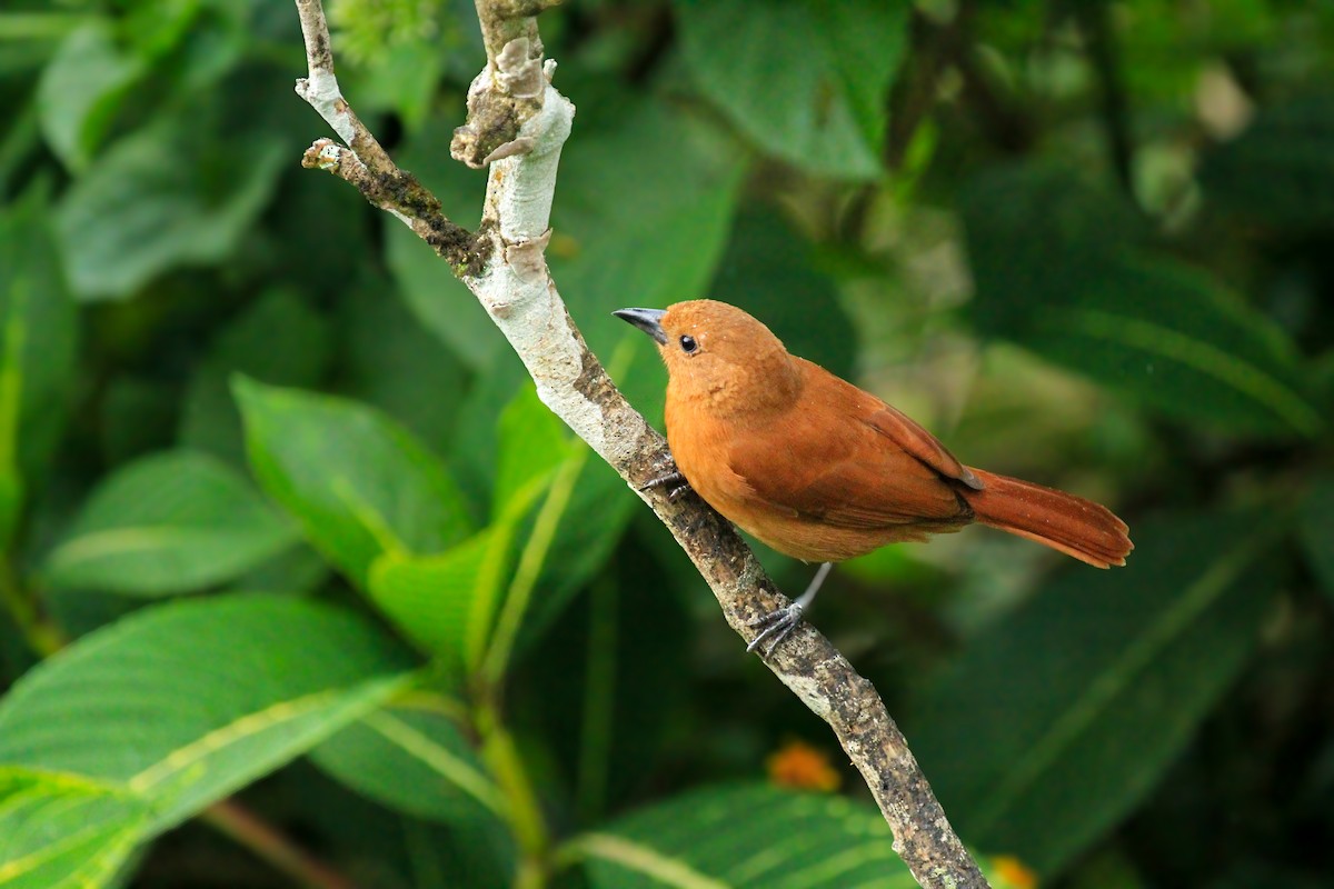 White-lined Tanager - ML642794994