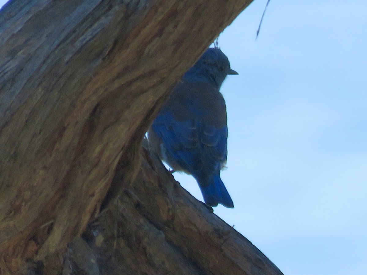 Western Bluebird - ML642794997