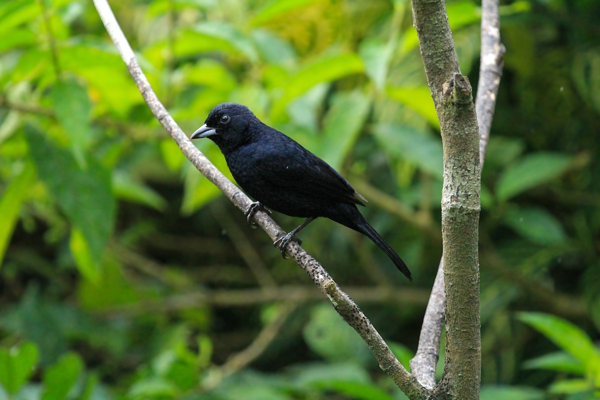 White-lined Tanager - ML642795000