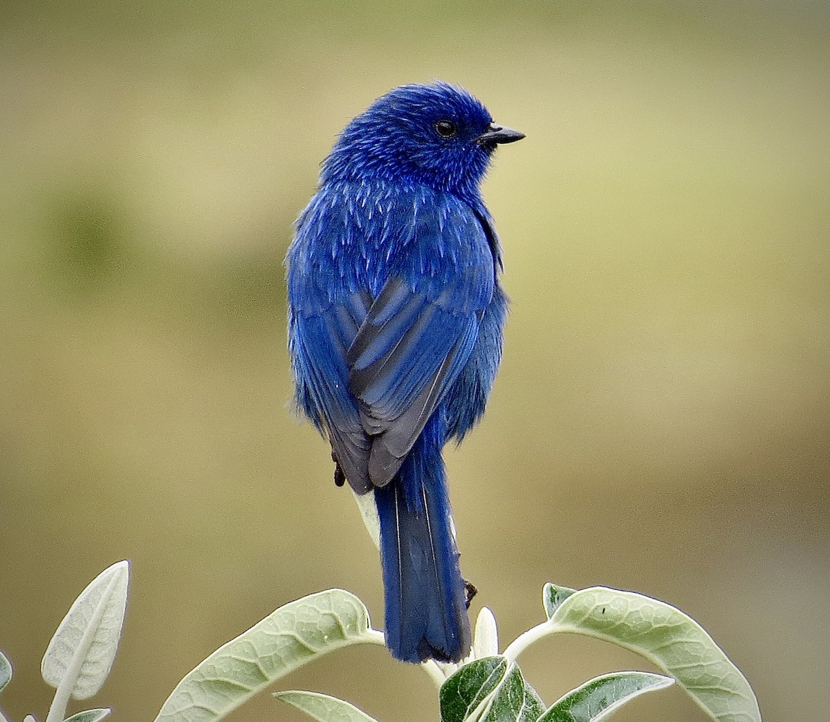 Tit-like Dacnis - ML642795002