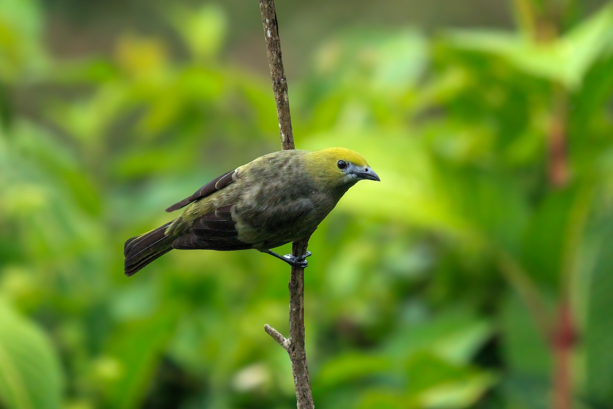 Palm Tanager - ML642795020
