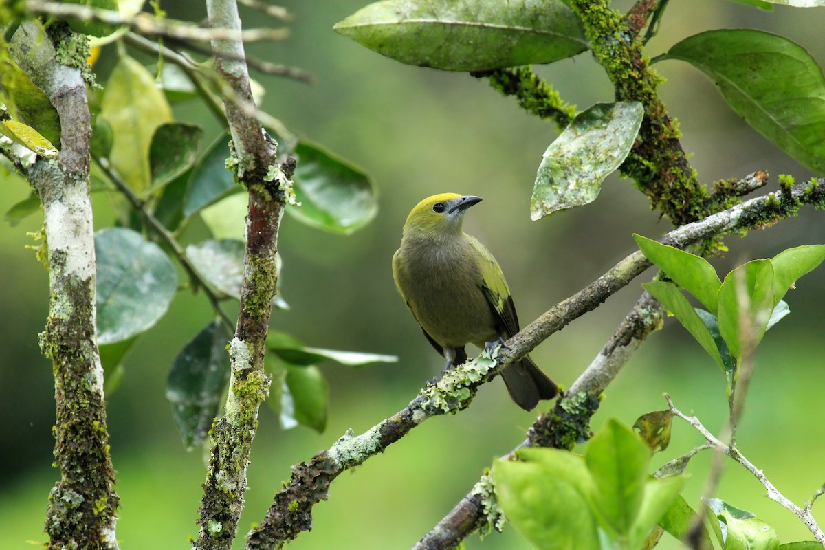 Palm Tanager - ML642795022