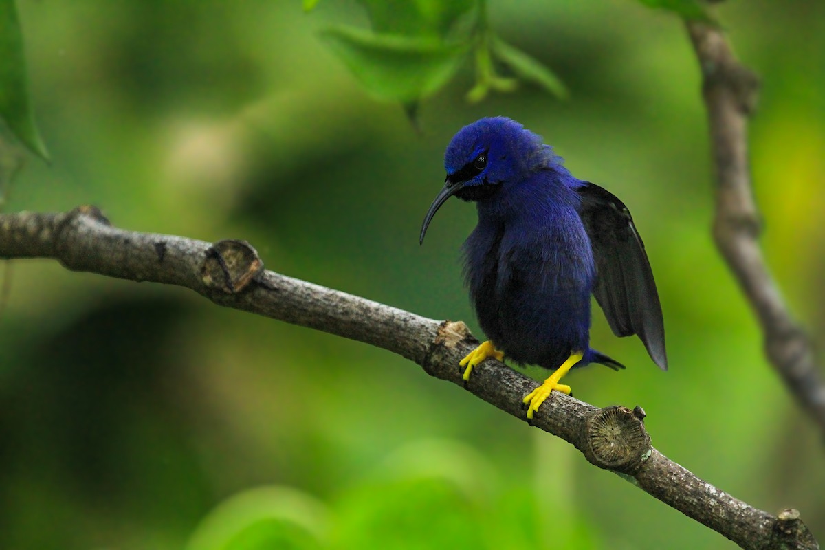 Purple Honeycreeper - ML642795028
