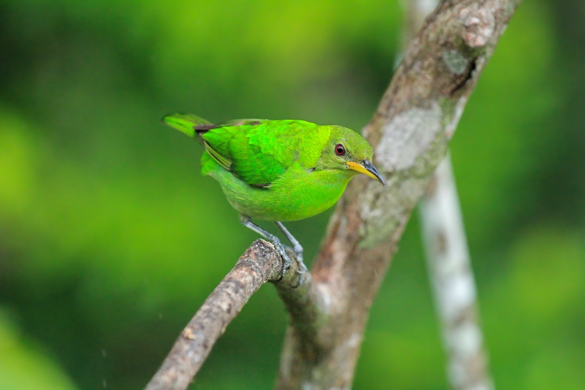 Green Honeycreeper - ML642795036