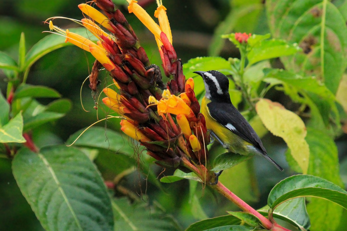 Bananaquit - ML642795041