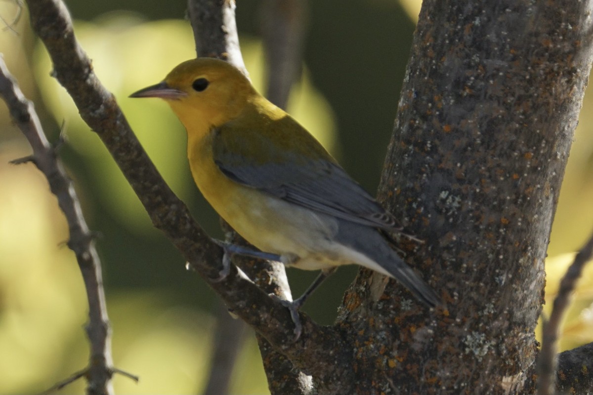 Prothonotary Warbler - ML642795044