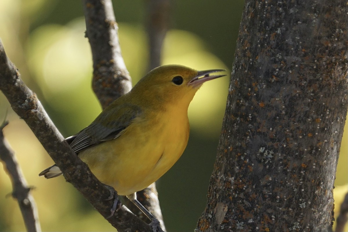 Prothonotary Warbler - ML642795045