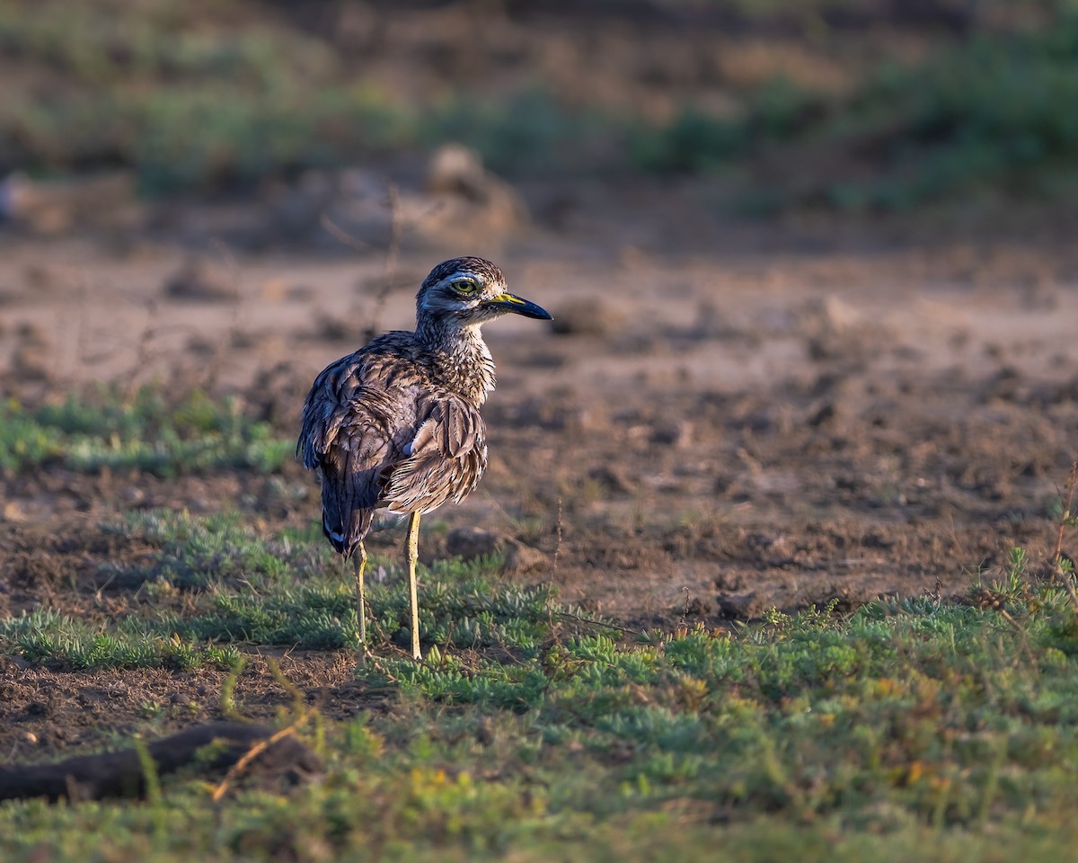 Indian Thick-knee - ML642795047