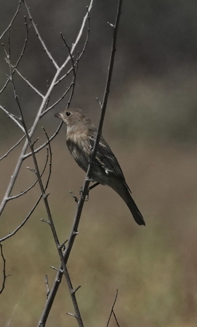Lazuli Bunting - ML642795050