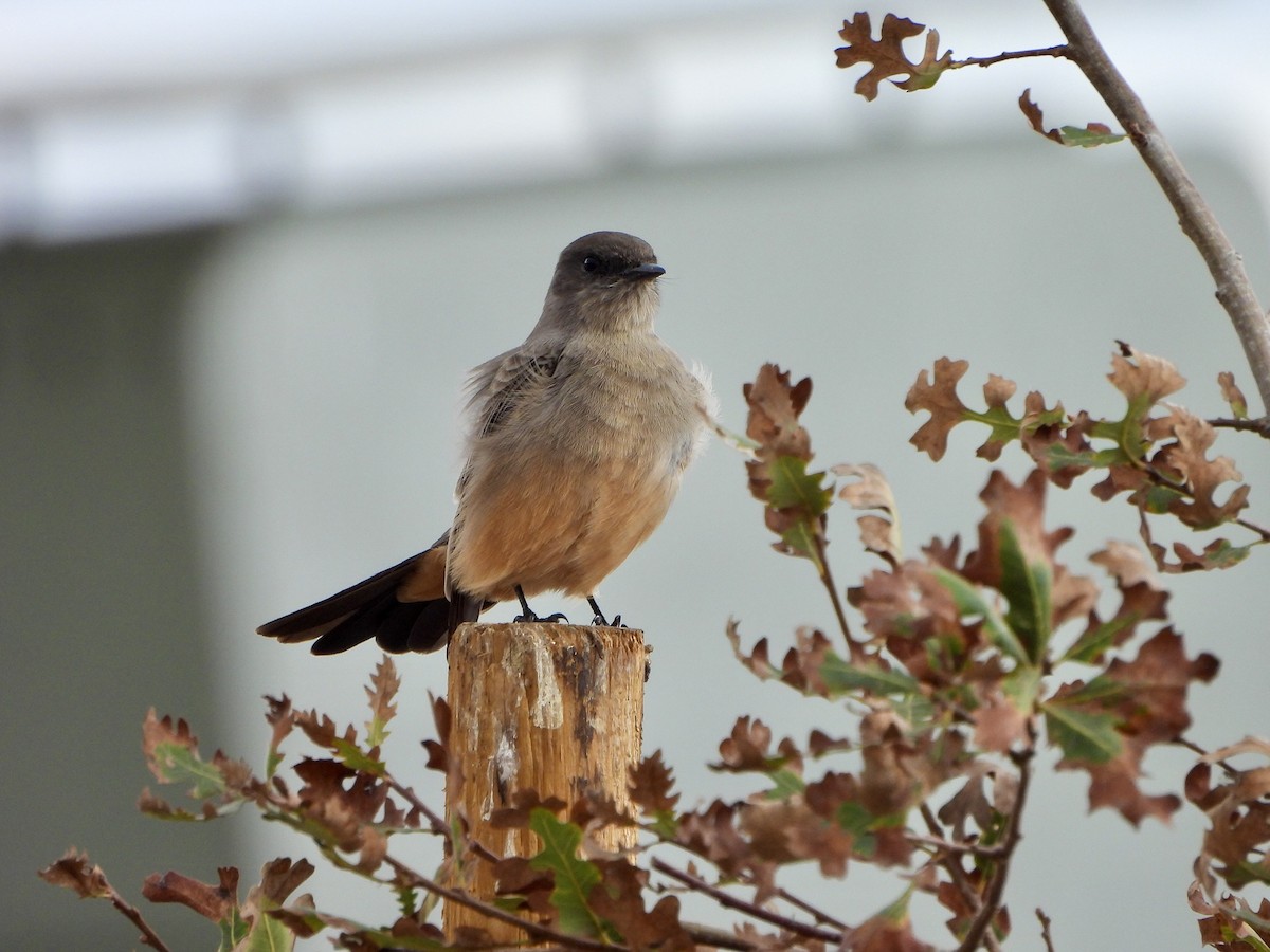 Say's Phoebe - ML642795051