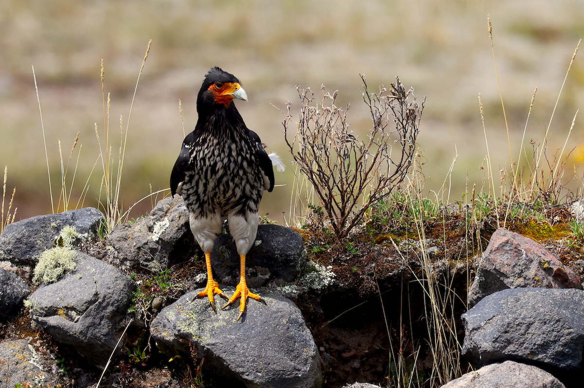 Carunculated Caracara - ML642795052