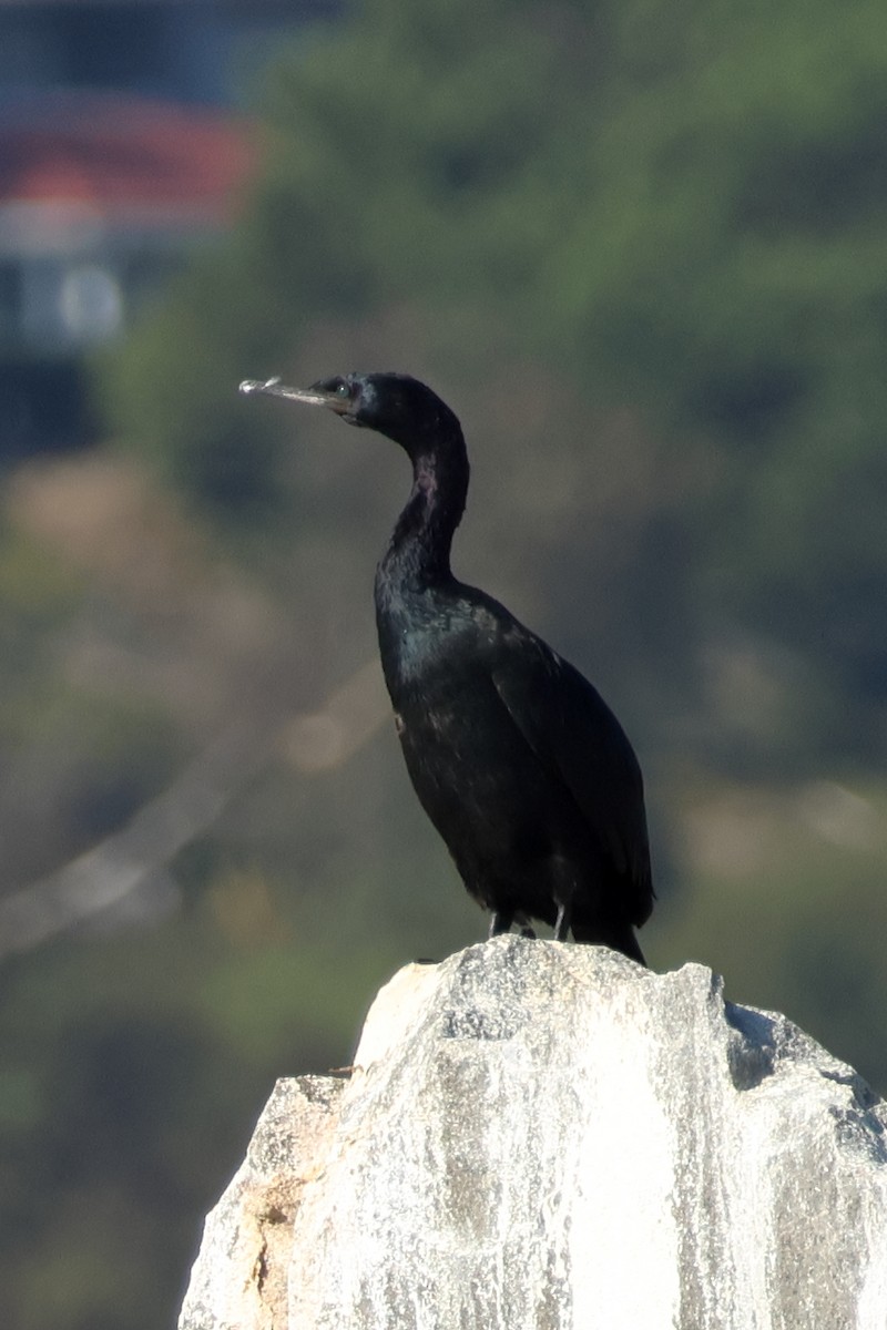 Pelagic Cormorant - ML642795065