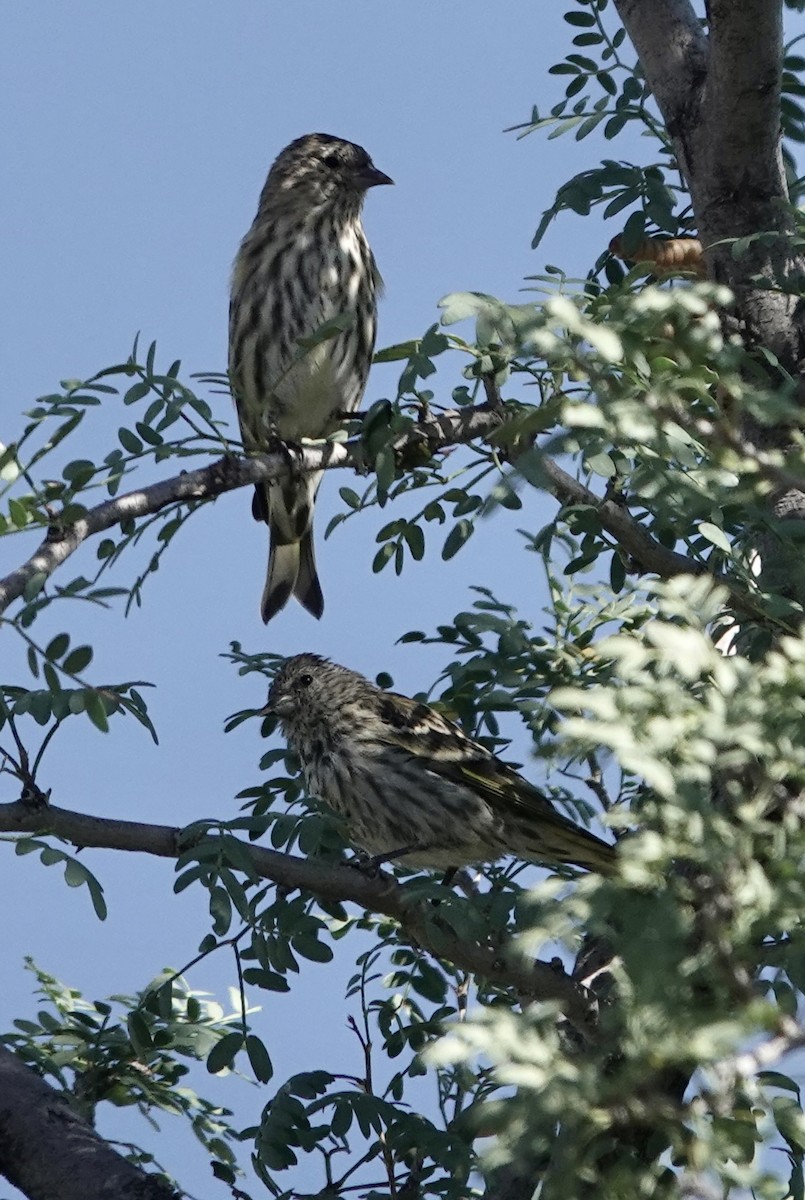 Pine Siskin - ML642795070