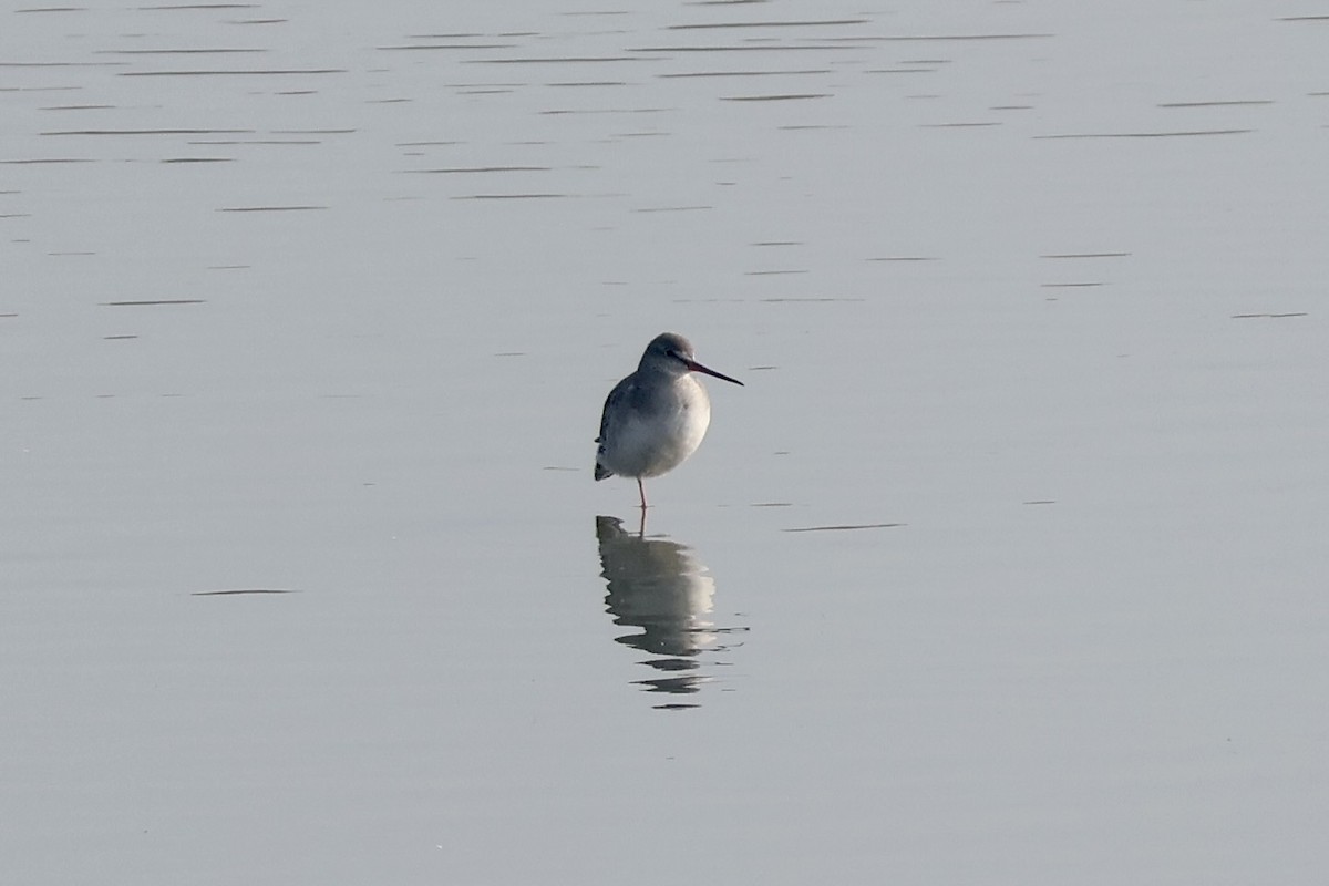 Spotted Redshank - ML642795084