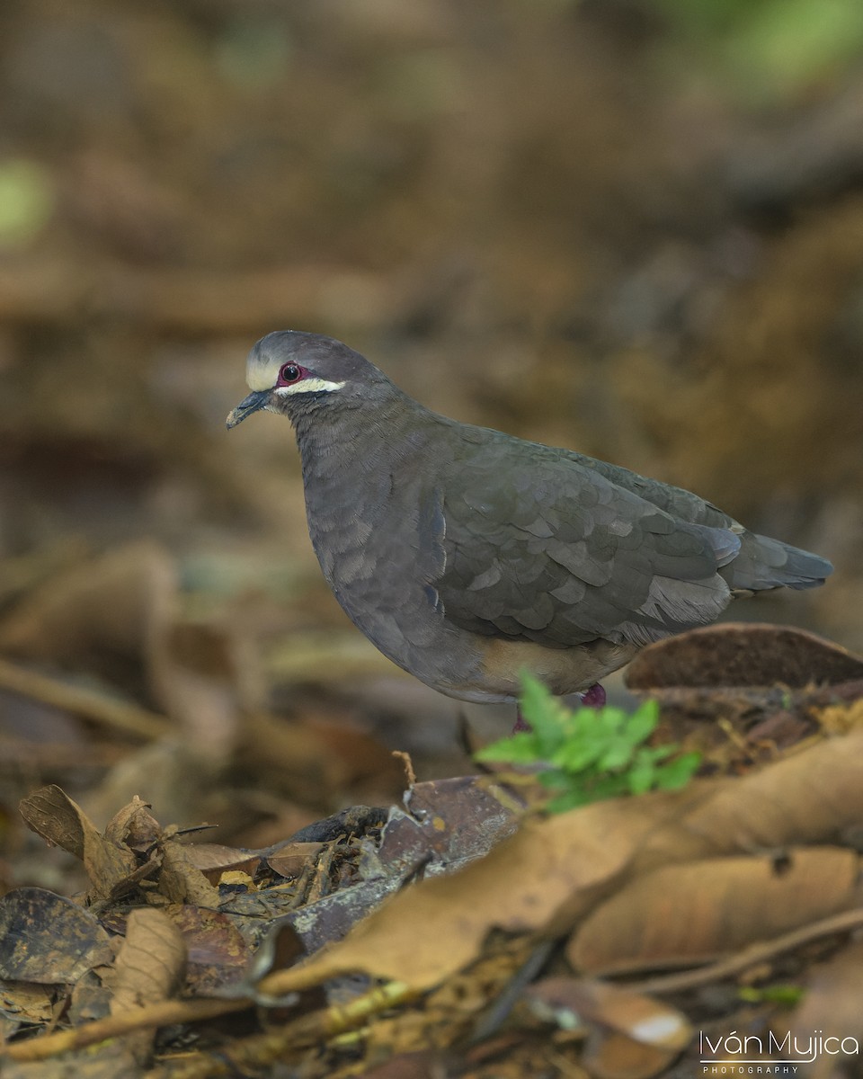 Olive-backed Quail-Dove - ML642795090
