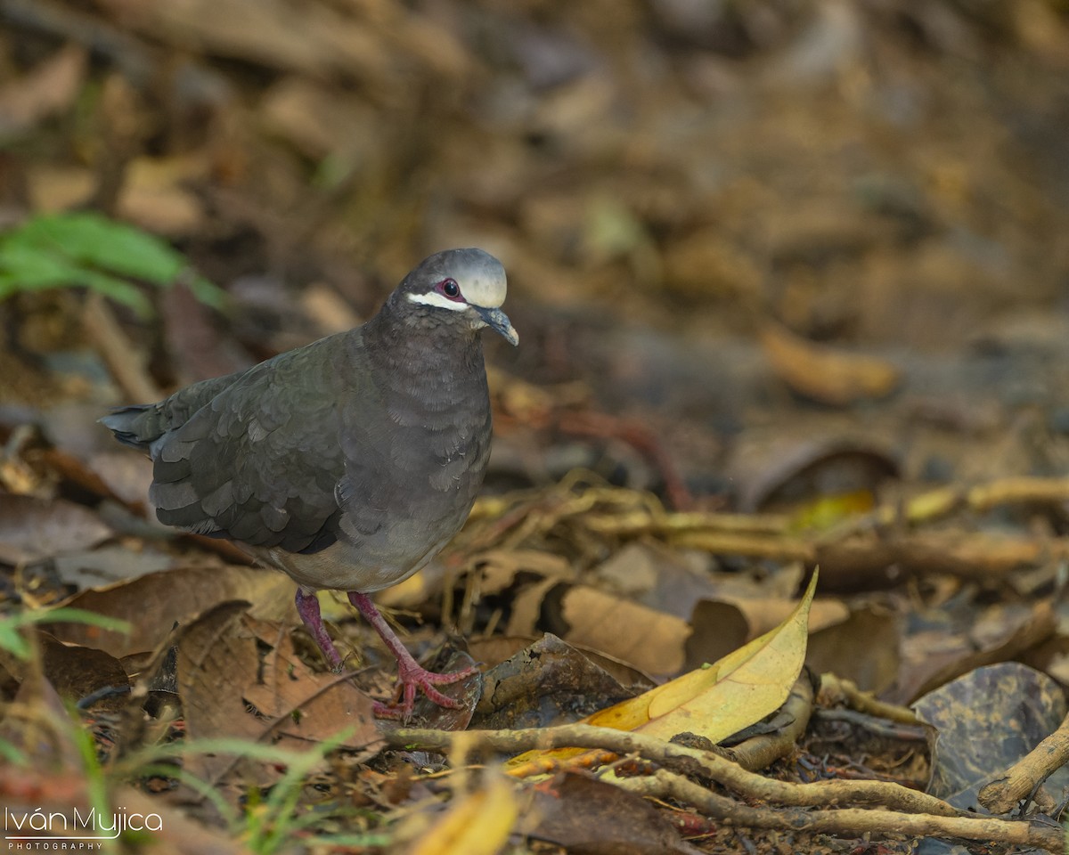 Olive-backed Quail-Dove - ML642795091
