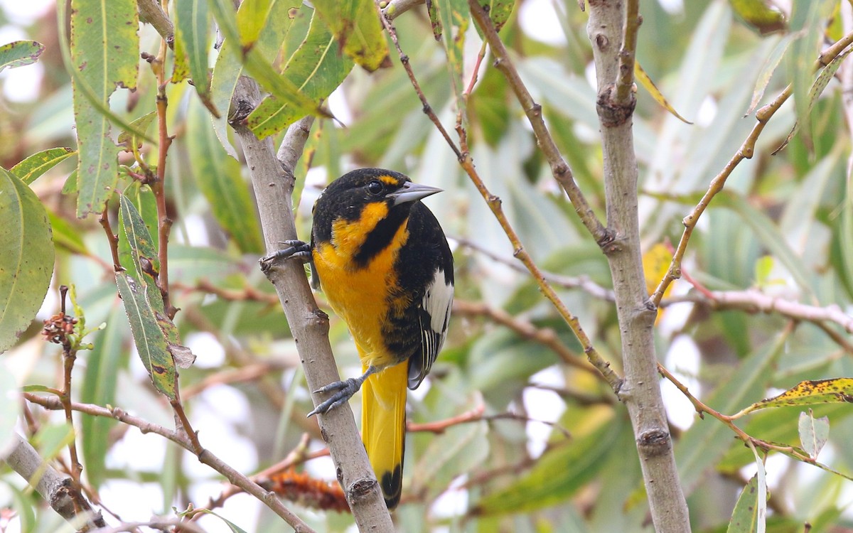 Black-backed Oriole - ML642795092