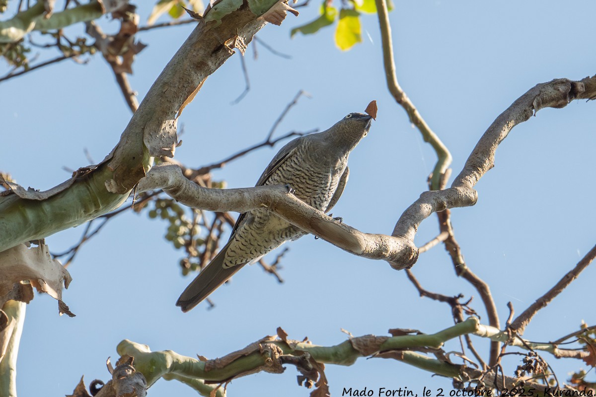Barred Cuckooshrike - ML642795093