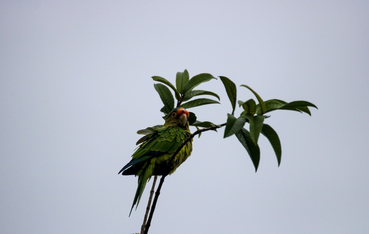 メキシコインコ - ML642795100