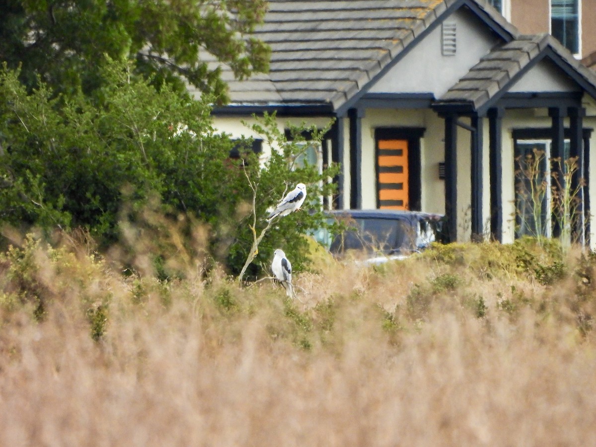 White-tailed Kite - ML642795101