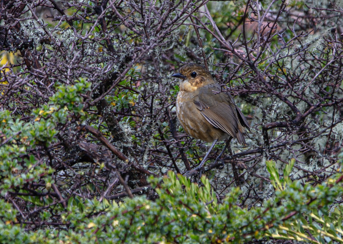 Boyaca Antpitta - ML642795103