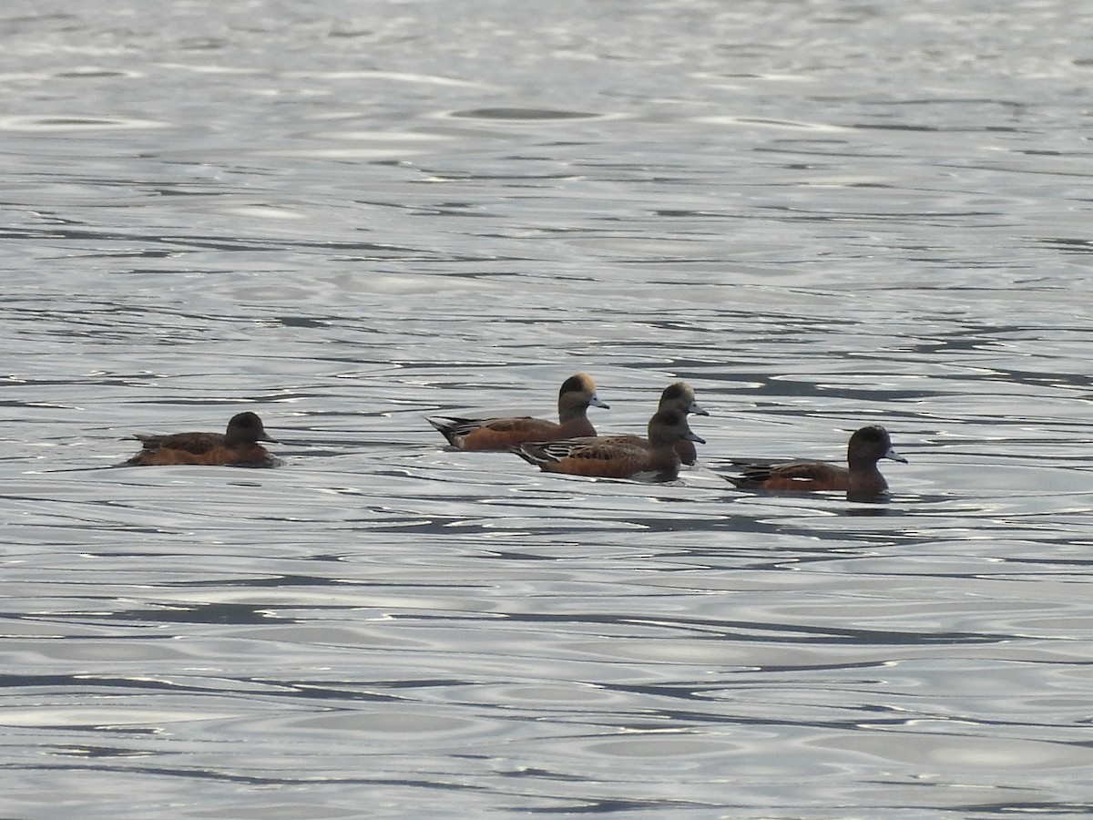 American Wigeon - ML642795106