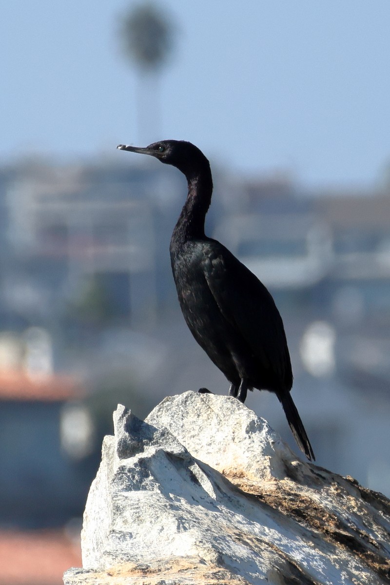 Pelagic Cormorant - ML642795113