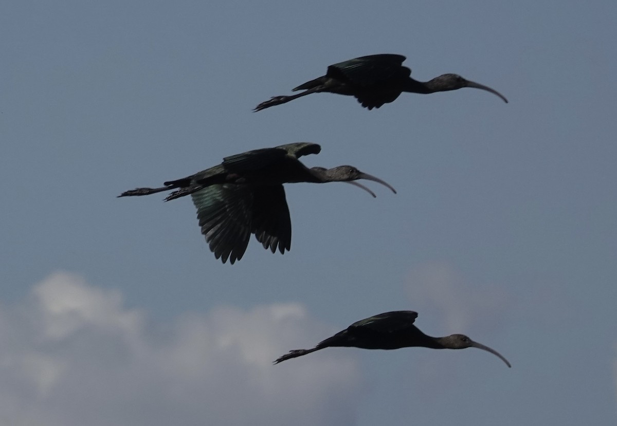 ibis americký - ML642795120