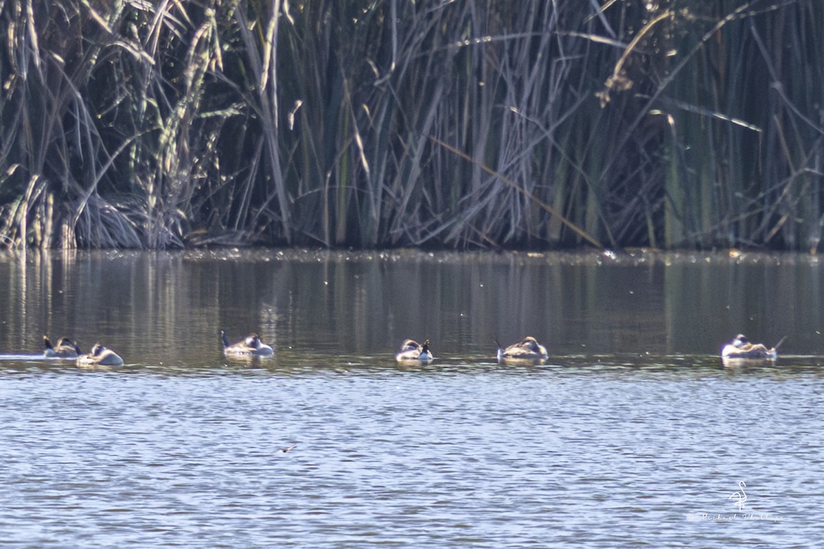 Ruddy Duck - ML642795129