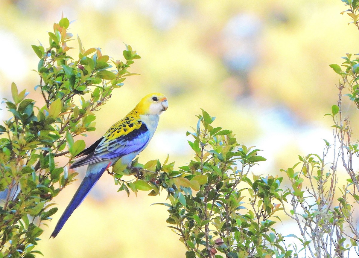 Pale-headed Rosella - ML642795130