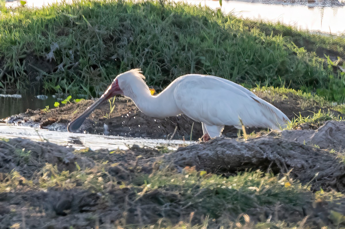 African Spoonbill - ML642795131