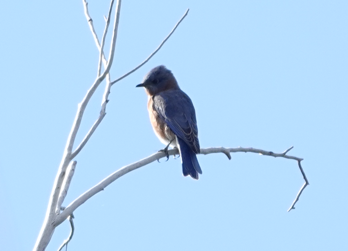 Eastern Bluebird - ML642795135