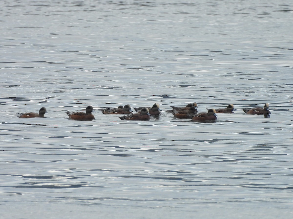 American Wigeon - ML642795139