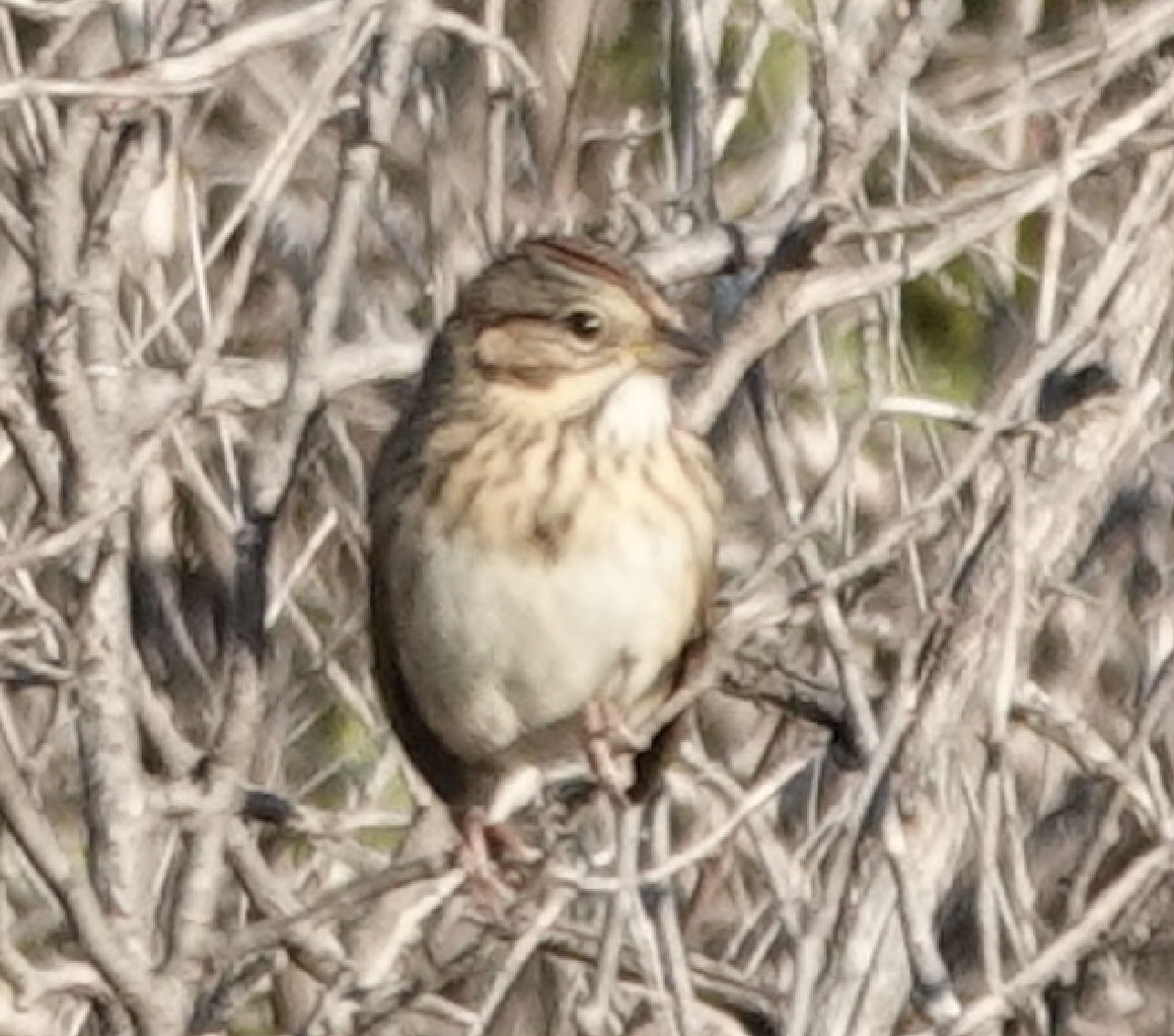 Lincoln's Sparrow - ML642795146