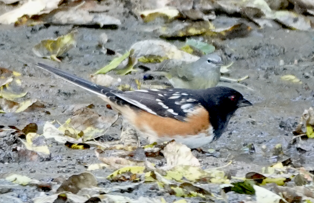 Spotted Towhee - ML642795148