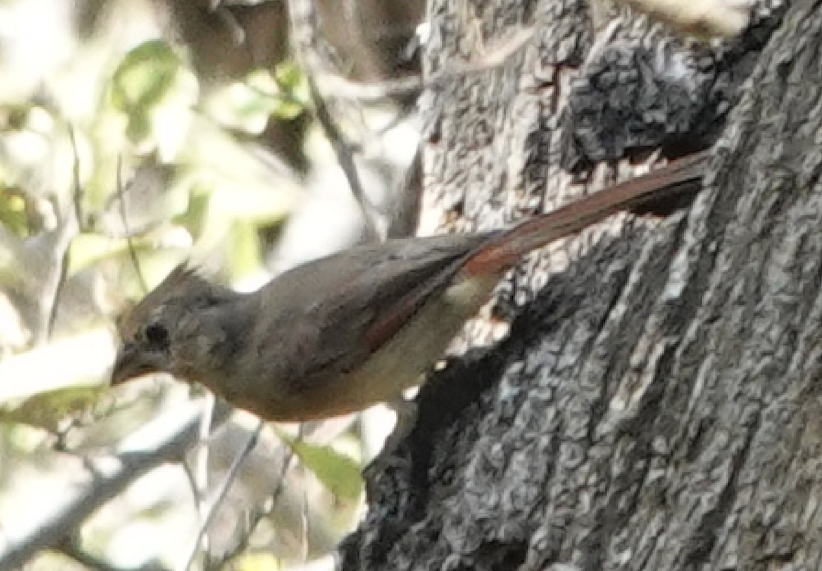 Northern Cardinal - ML642795151