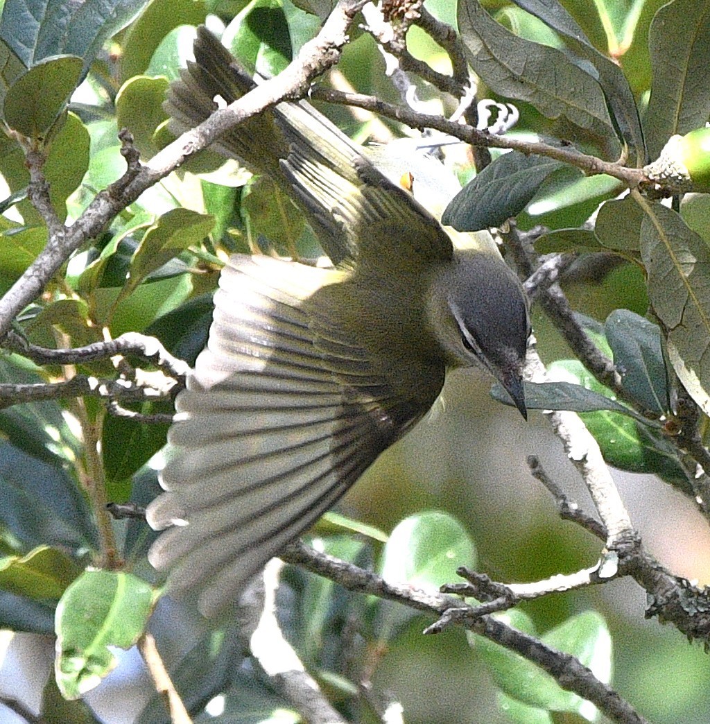 Viréo aux yeux rouges - ML642795155