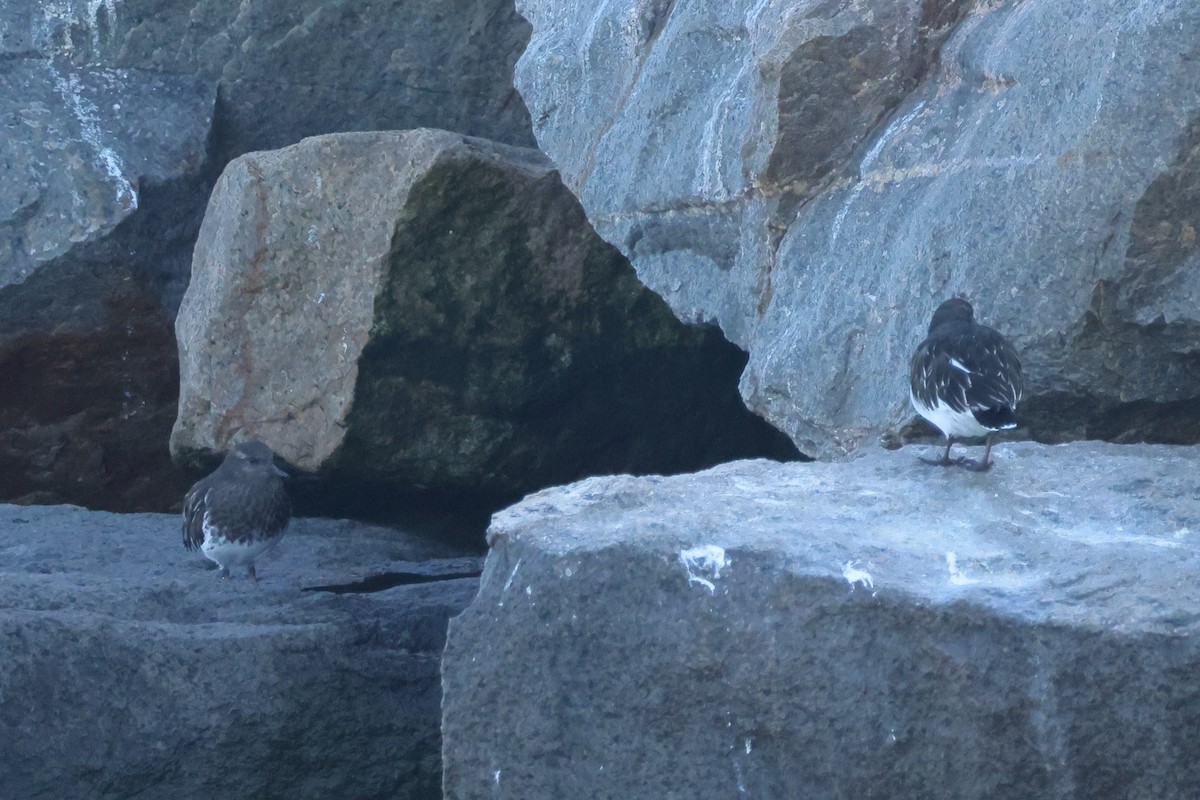 Black Turnstone - ML642795162
