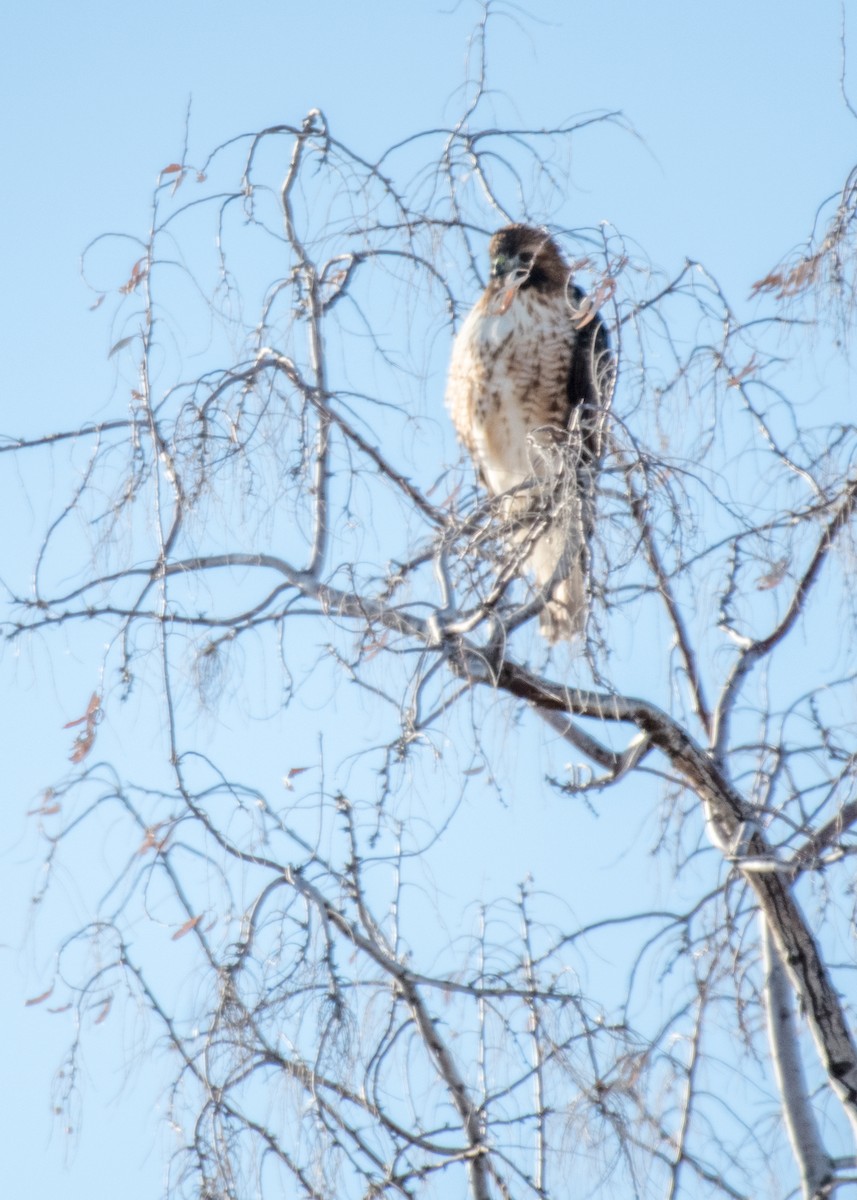 Red-tailed Hawk - ML642795164