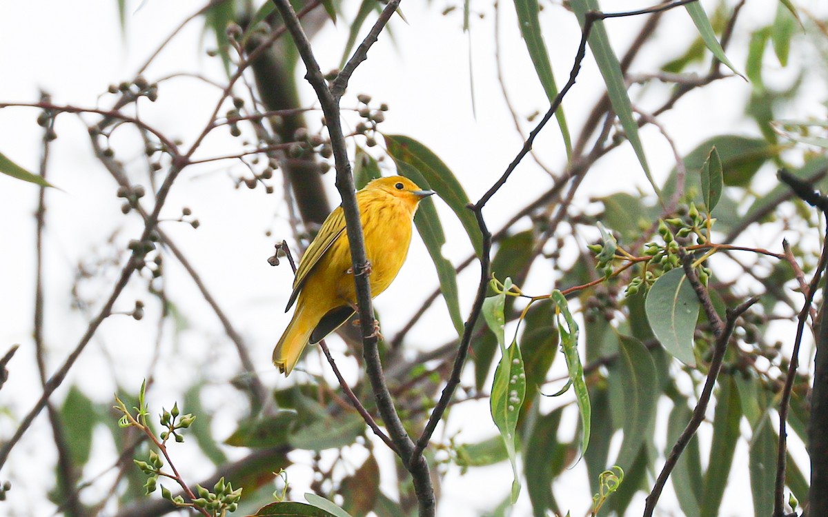Yellow Warbler (Northern) - ML642795165