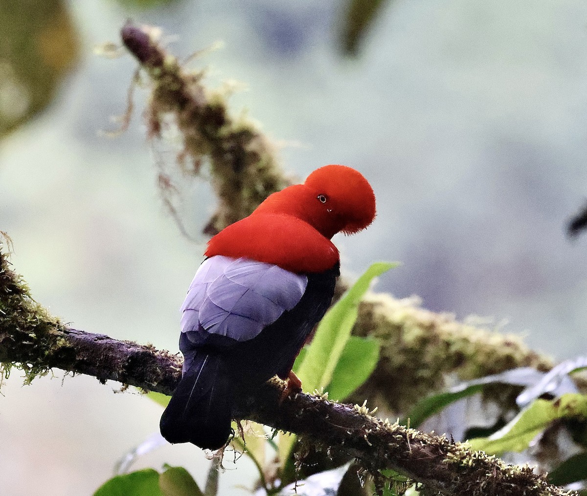 Andean Cock-of-the-rock - ML642795168