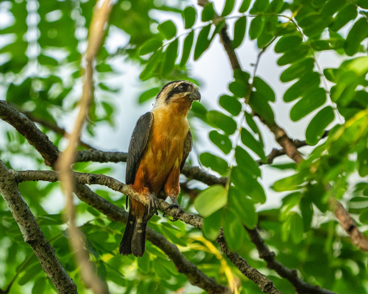 Collared Falconet - ML642795171