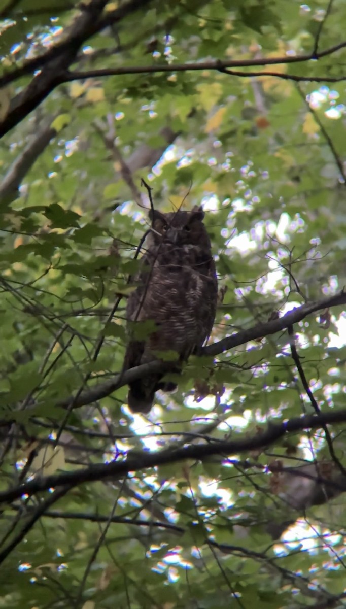 Great Horned Owl - ML642795176