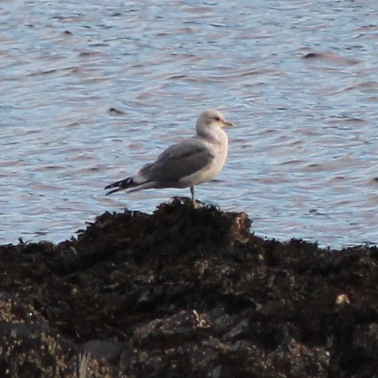 Short-billed Gull - ML642795180