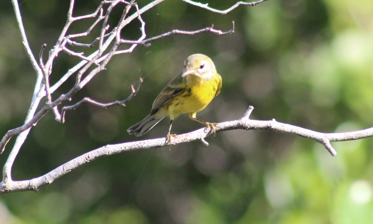 Prairie Warbler - ML642795185