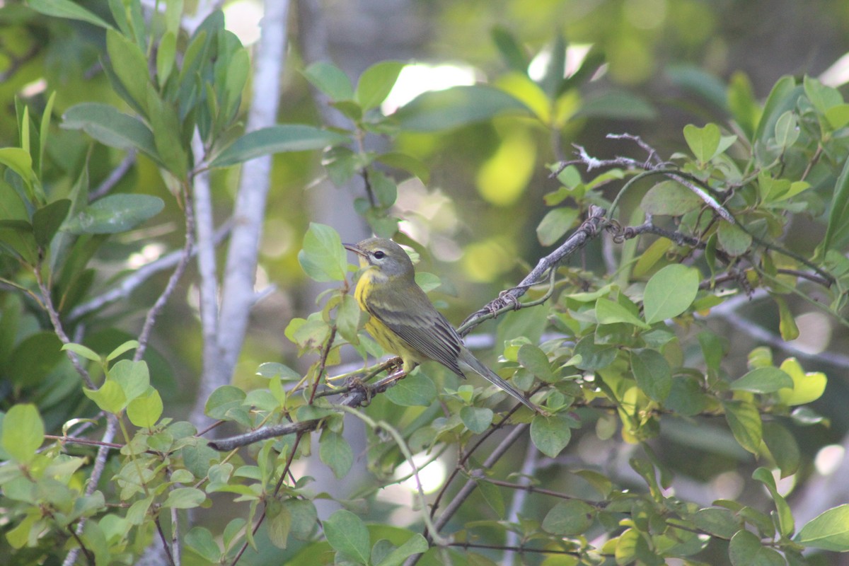 Prairie Warbler - ML642795186