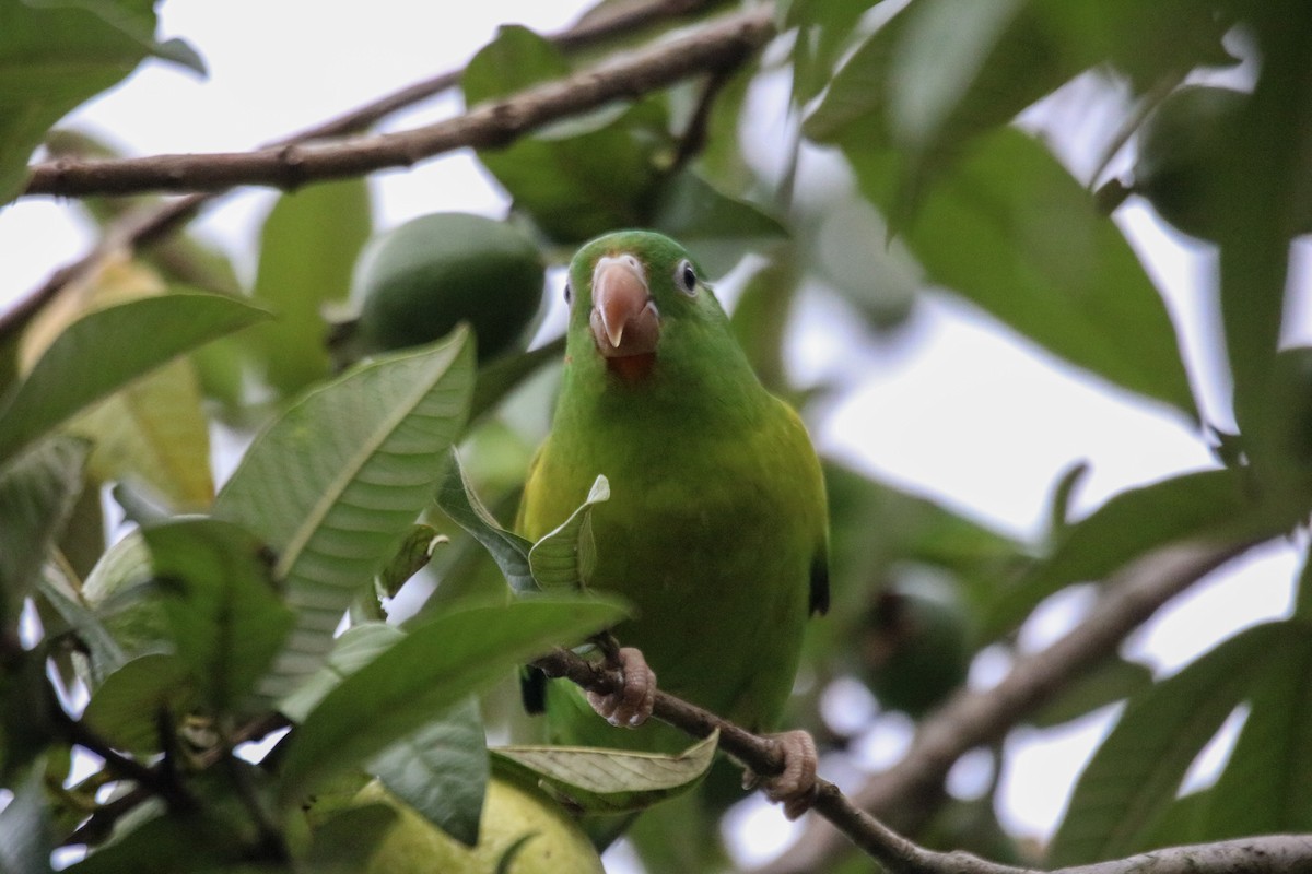 Orange-chinned Parakeet - ML642795189
