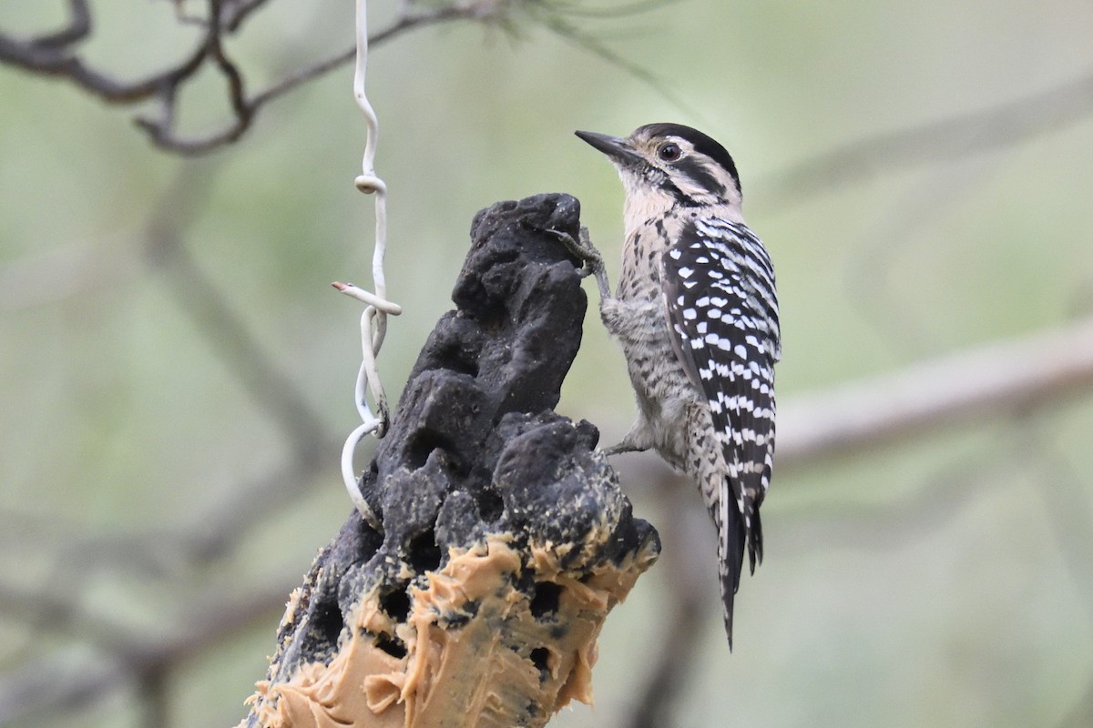 Ladder-backed Woodpecker - ML642795190