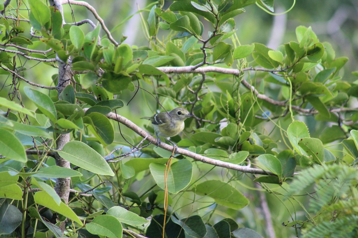 Thick-billed Vireo - ML642795201